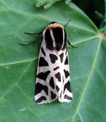 Cymbalophora pudica